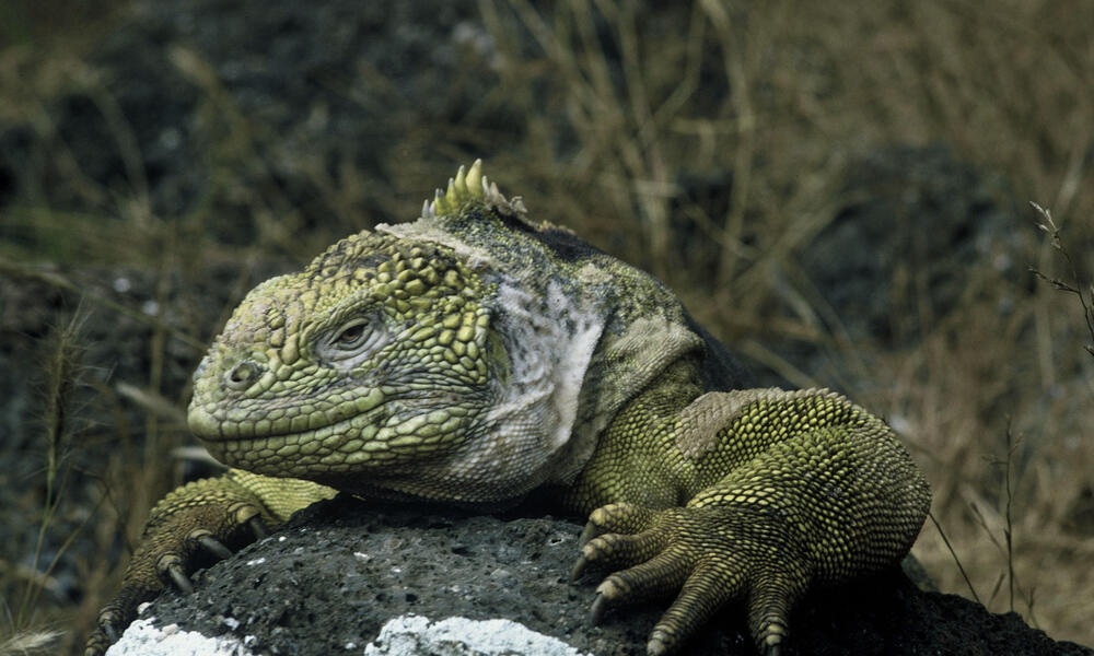 Iguana