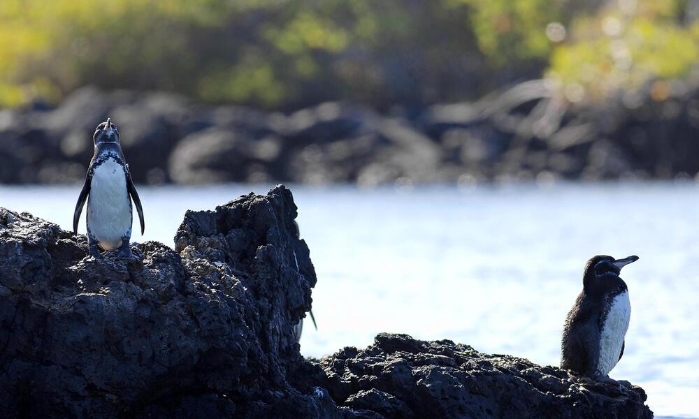 Galápagos penguin on rocks