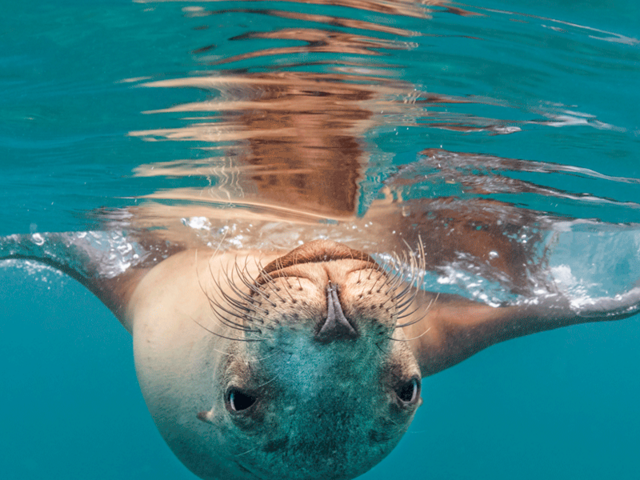 a Galapagos sea lion looks at the camera while upside down underwater