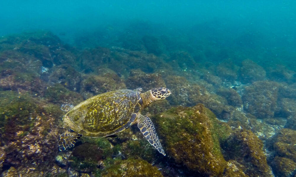 A sea turtle swims underwater above coral in the Galapagos Islands