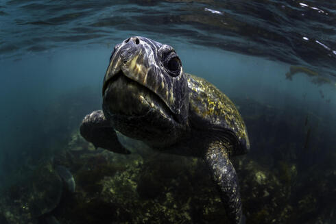 Galapagos green turtle swimming in the ocean