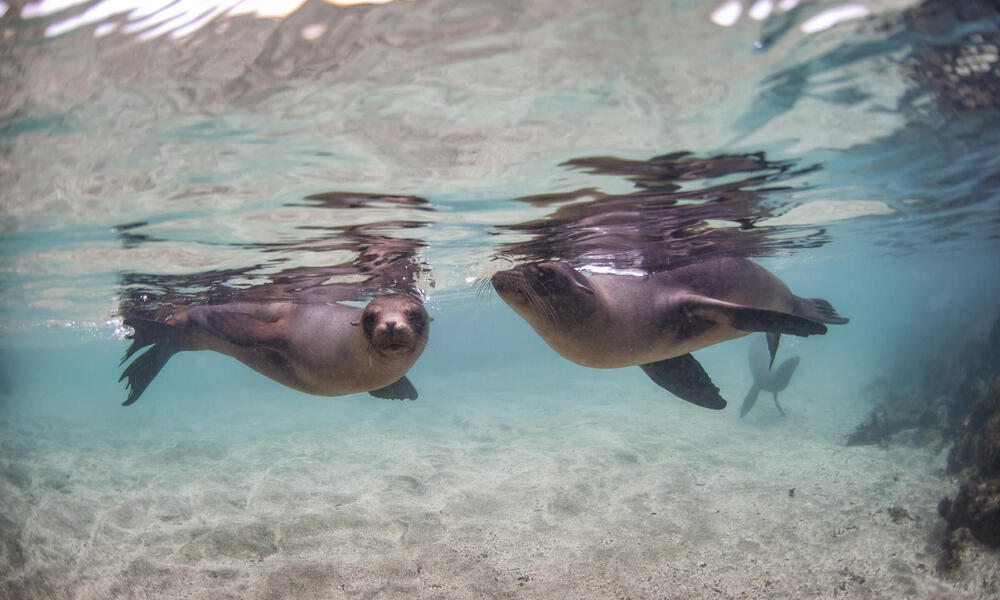 Sea Lions Species WWF