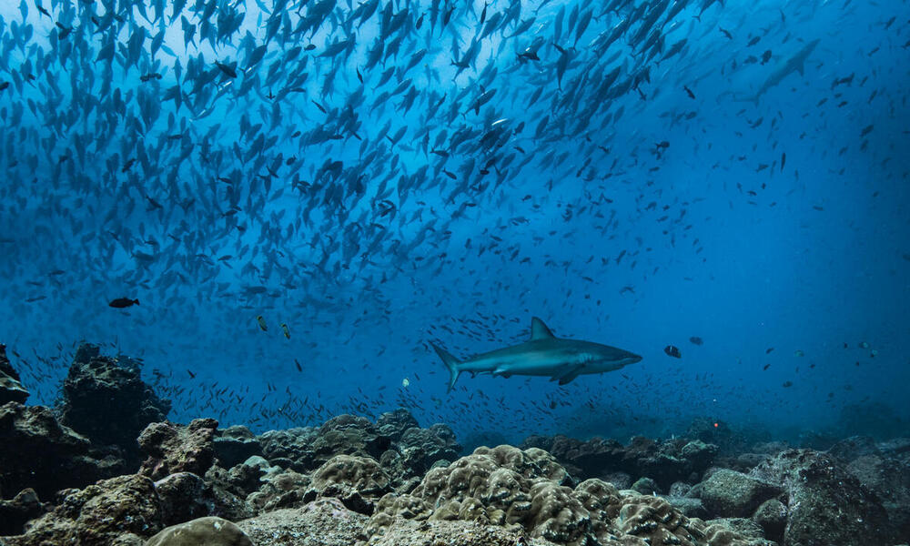 A shark swims in waters off the Galapagos islands with a school of fish in the background
