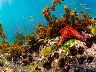 Underwater scene with starfish