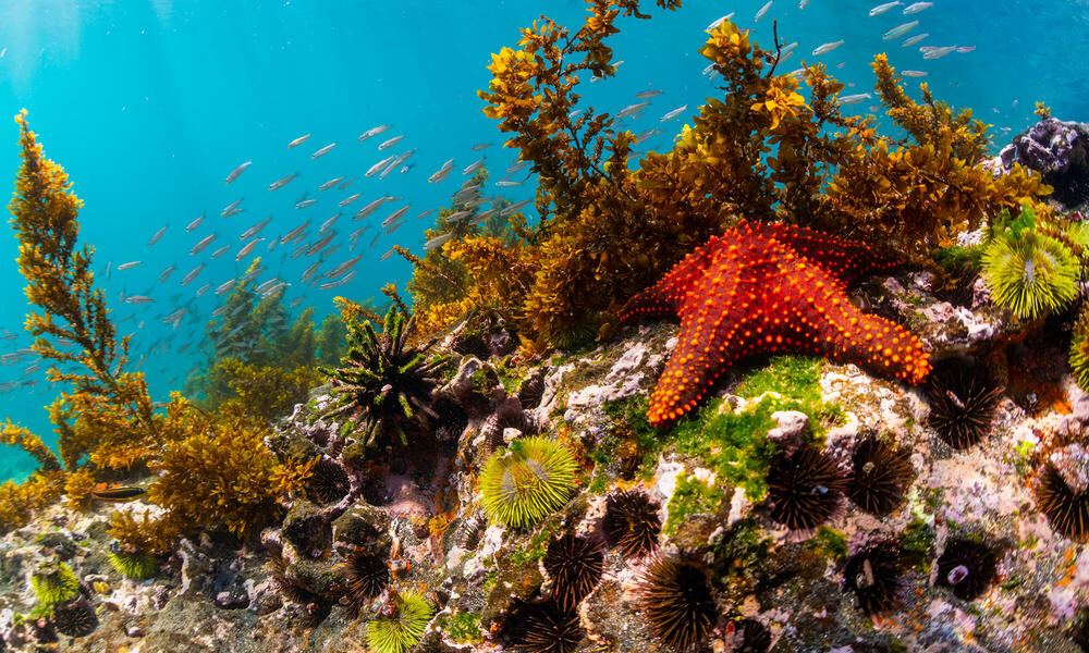 Underwater scene with starfish