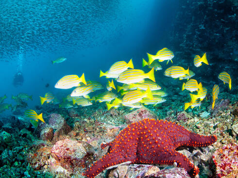 Galapagos underwater WW289489 Antonio Busiello