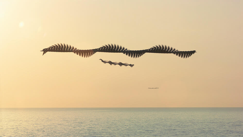 Birds in pattern of flight