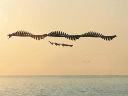 Birds in pattern of flight