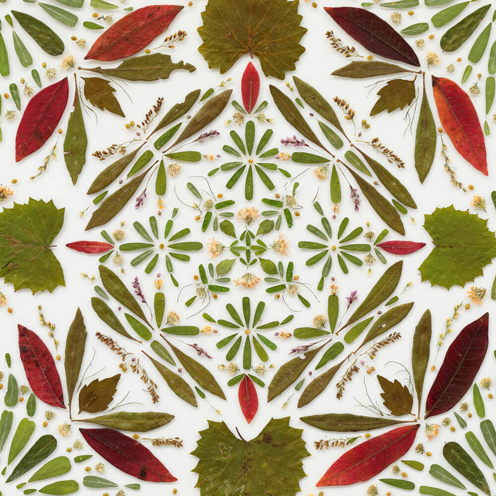 Leaves and petals arranged in mandala pattern