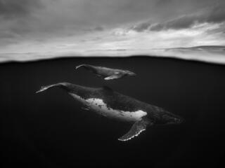 Two whales underwater, one adult one calf swimming above