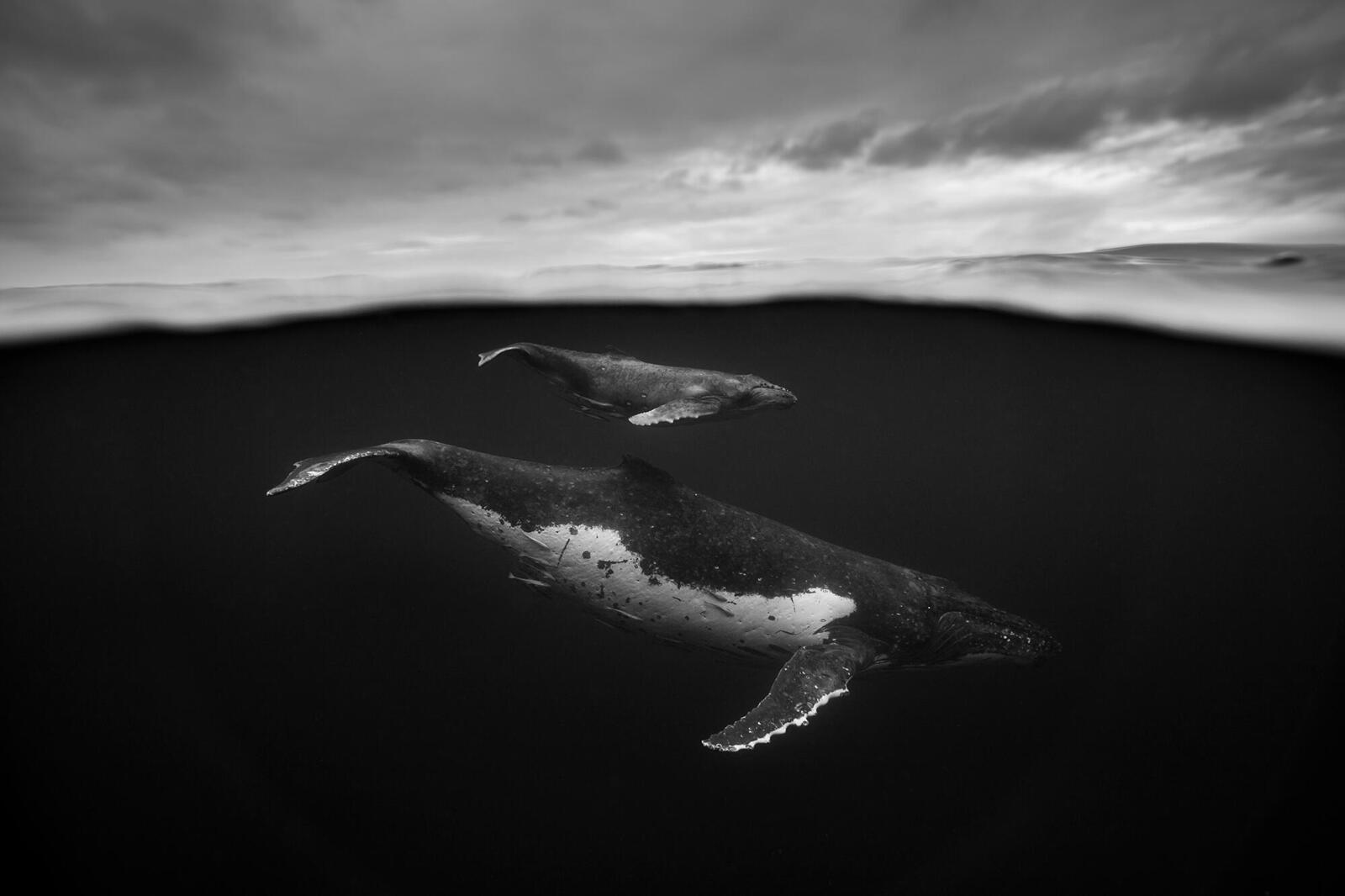 Two whales underwater, one adult one calf swimming above