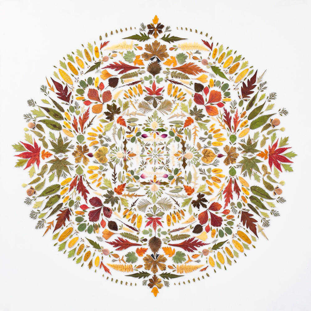 Leaves and petals arranged in mandala pattern
