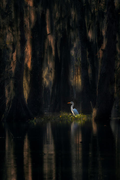 A white bird in a dark environment