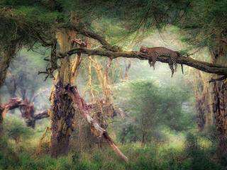 A leopard sleeping in a tree