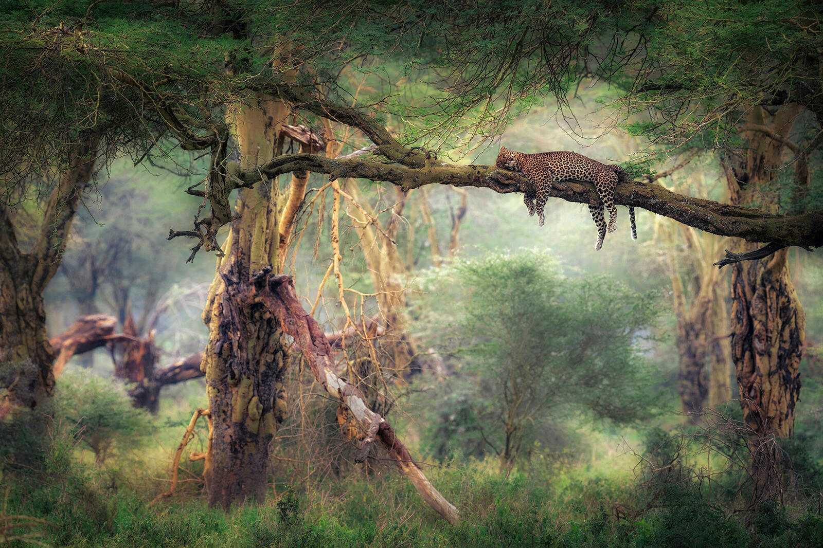 A leopard sleeping in a tree