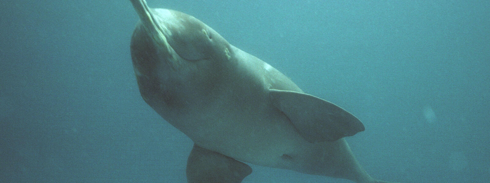 Ganges River Dolphin 