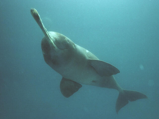 Ganges River Dolphin 