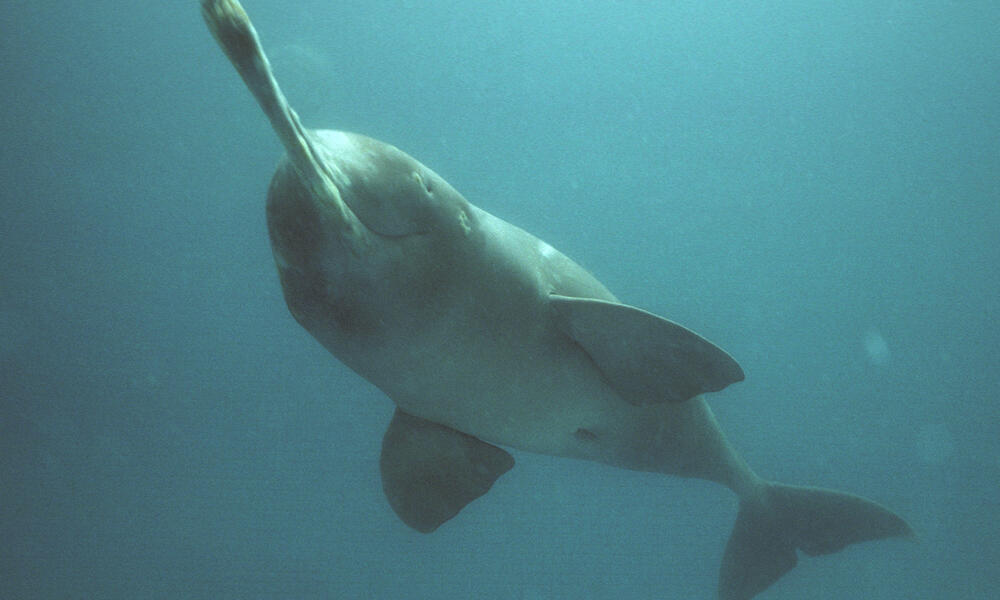 Ganges River Dolphin 