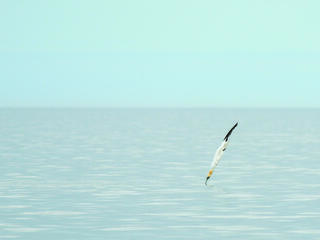 Gannet diving into the water to prey on fish