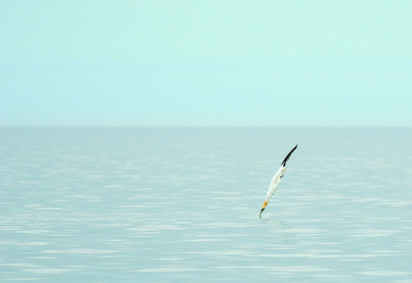 Gannet diving into the water to prey on fish