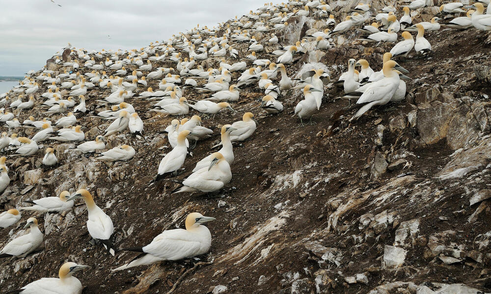 Gannet birds nesting