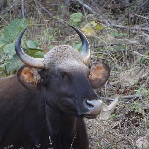 Large bovine with curved horns