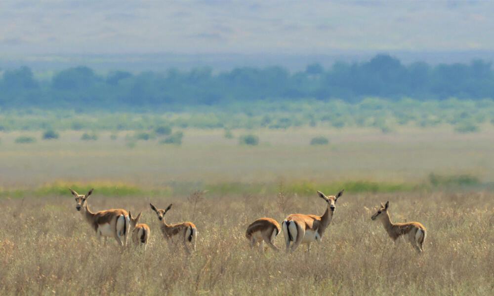 Herd of gazelles in grassland landscape