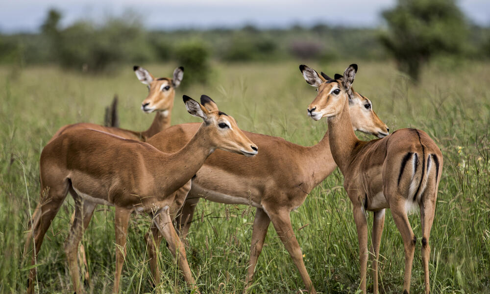 A small herd of gazelle on the grassland.