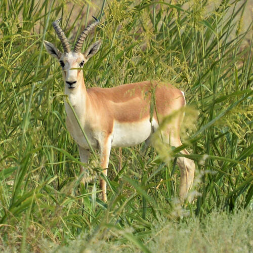 Closeup of gazelle in grass