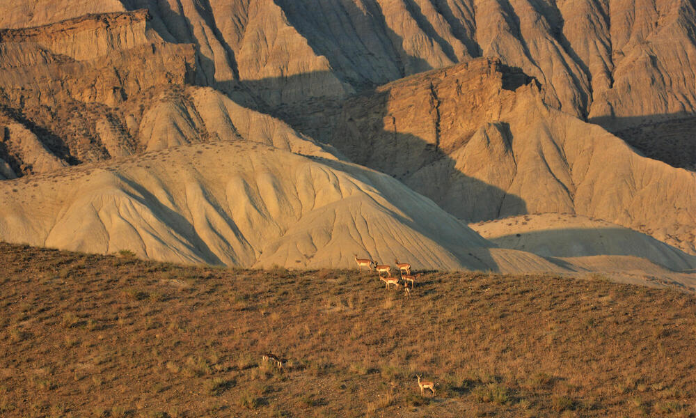 Herd of gazelles in mountains