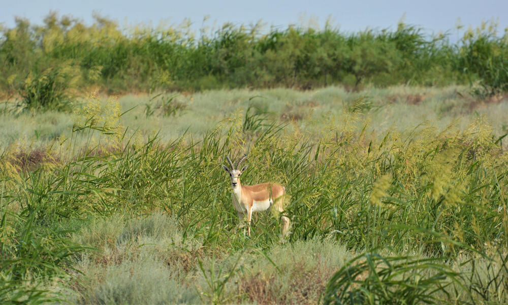 Single alert gazelle in grass