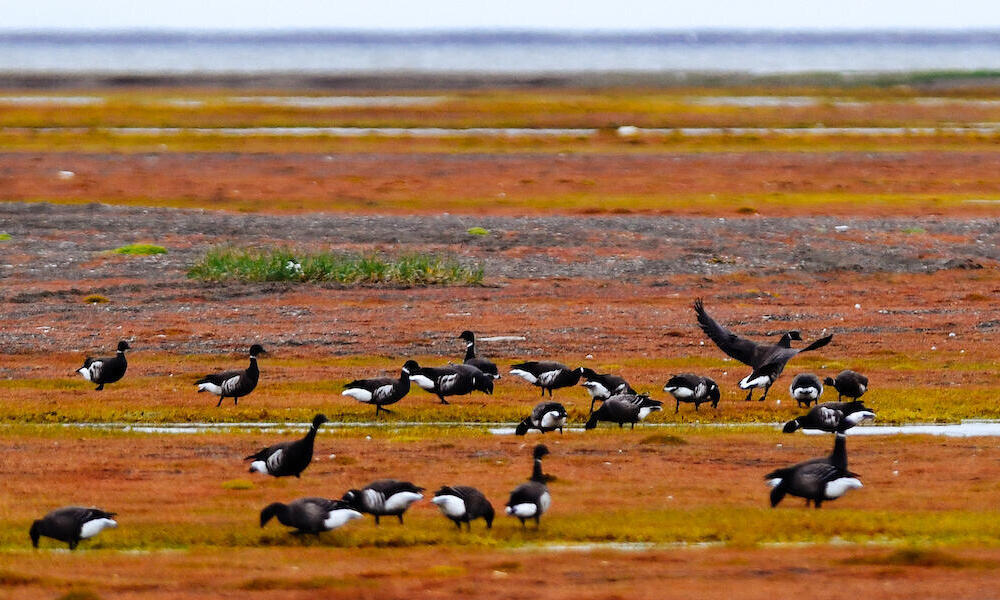 A flock of geese stand on tundra