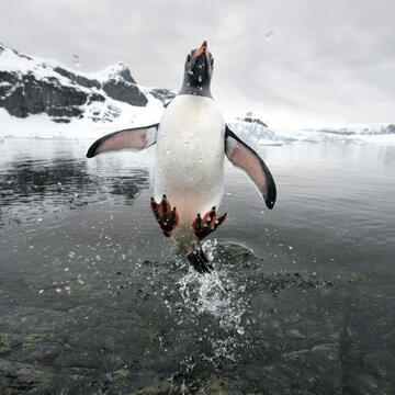 A gentoo penguin jumps into the air above the water with snow-covered shore visible in the background