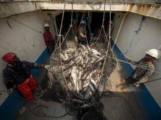 Fishermen with helmets on stand in a well of a boat on either side of a large net holding freshly caught skipjack tuna, preparing to unload the catch.