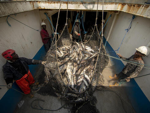 Offloading freshly caught skipjack tuna from a vessel that is outfitted with electronic monitoring.