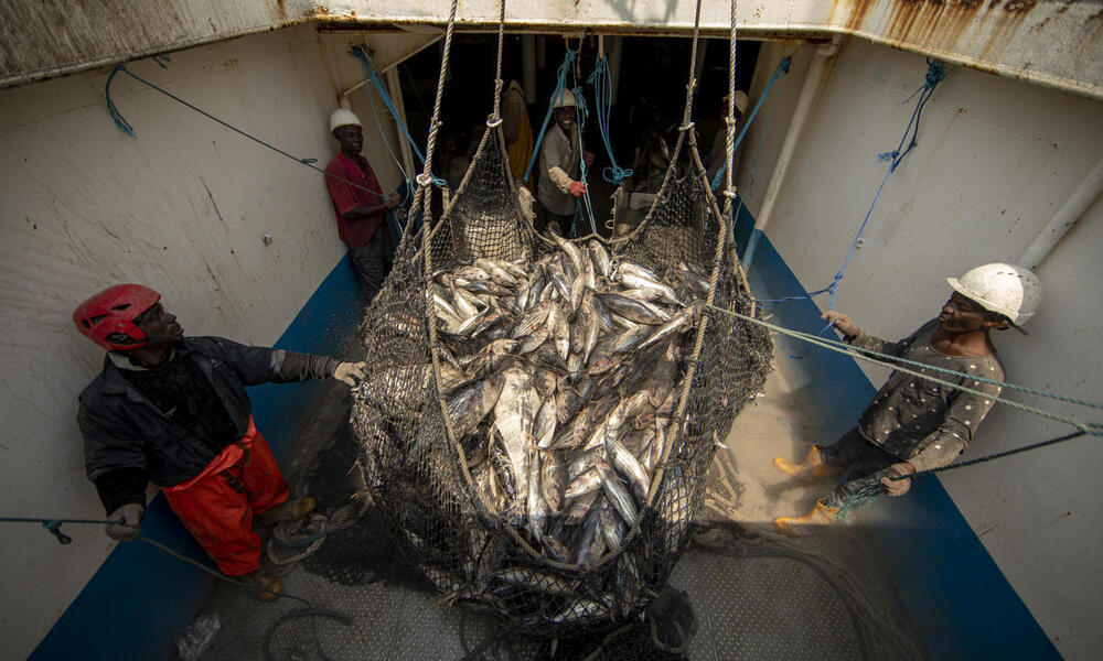 Fishermen with helmets on stand in a well of a boat on either side of a large net holding freshly caught skipjack tuna, preparing to unload the catch.