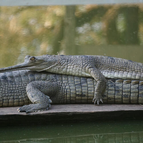 Gharial on top of another larger gharial