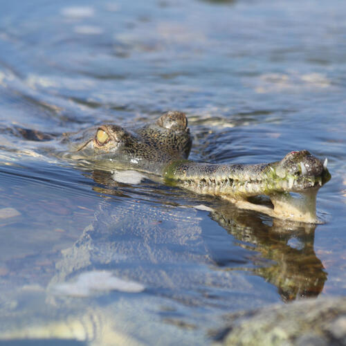 Gharial with nose out of water