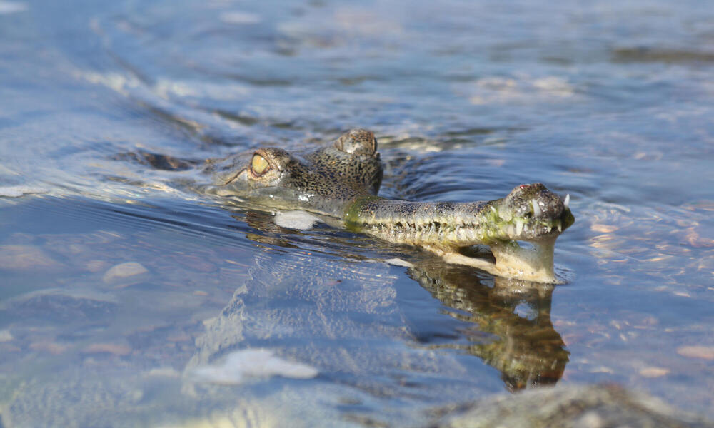 A gharial with nose above water