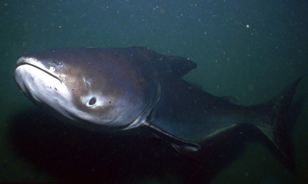 giant catfish mekong