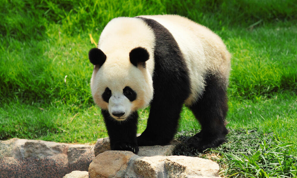 Finomítás Gyöngyszem tű giant panda why are they in danger túl sok