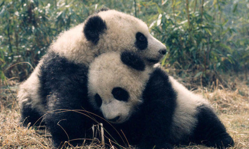 Giant Panda, Species