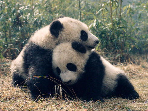 Adopt a Panda  Symbolic Adoptions from WWF