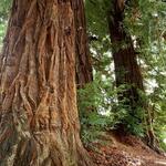 Giant Sequoia (Sequoia sempervirens) in Biella, Italy.