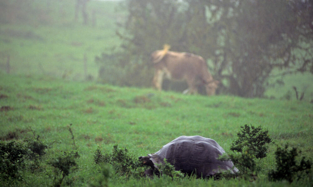 Giant Tortoise in field