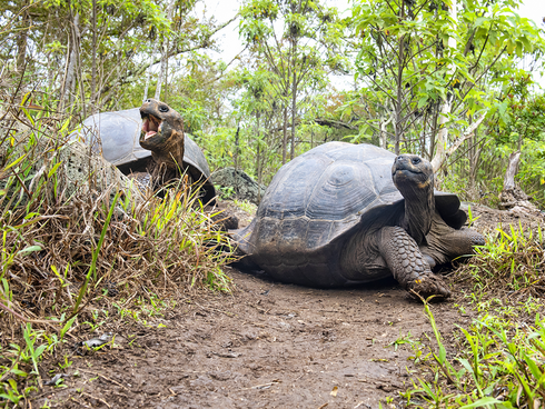 The giant tortoise inhabitants on Floreana Island