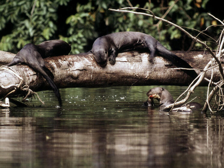 Giant otter Playing on a fallen tree along the shore of an oxbow lake