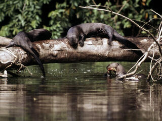 Giant otter Playing on a fallen tree along the shore of an oxbow lake