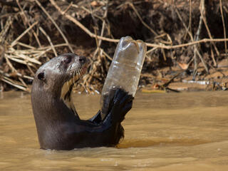 iant otter (Pteronura brasiliensis) adult playing with plastic bottle, Pantanal, Pocone, Brazil