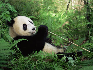 Giant panda looks at the camera while sitting and eating bamboo